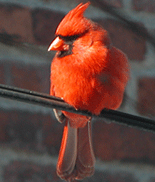Cardinal Rouge (N. D. G.)